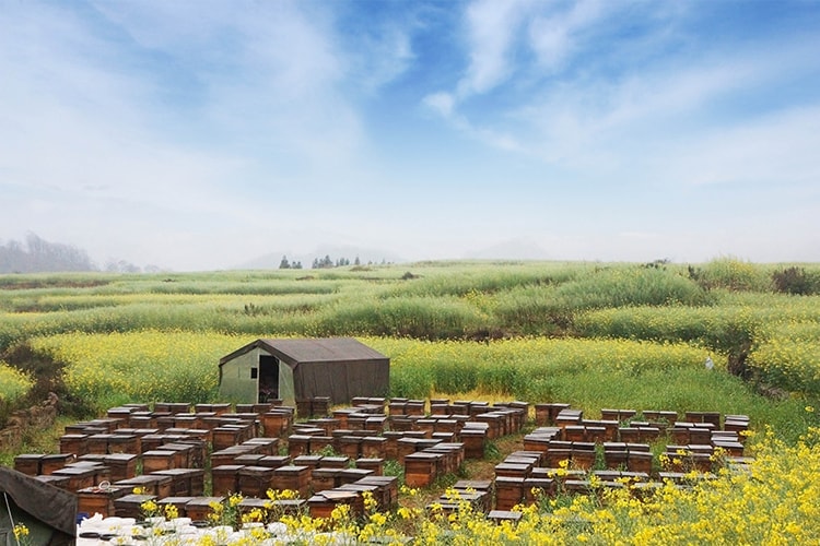 云南省养蜂基地罗平地区