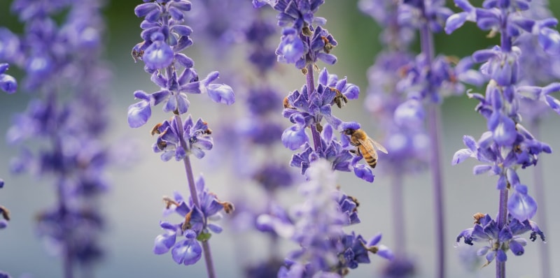 福标蜜蜂文化科普