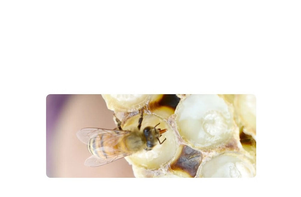 蜜蜂采集蜂王浆场景